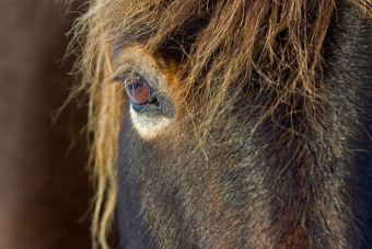 Exmoor pony in de Bollekamer