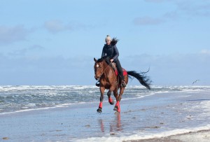 Paard strand Texel | Evalien Weterings